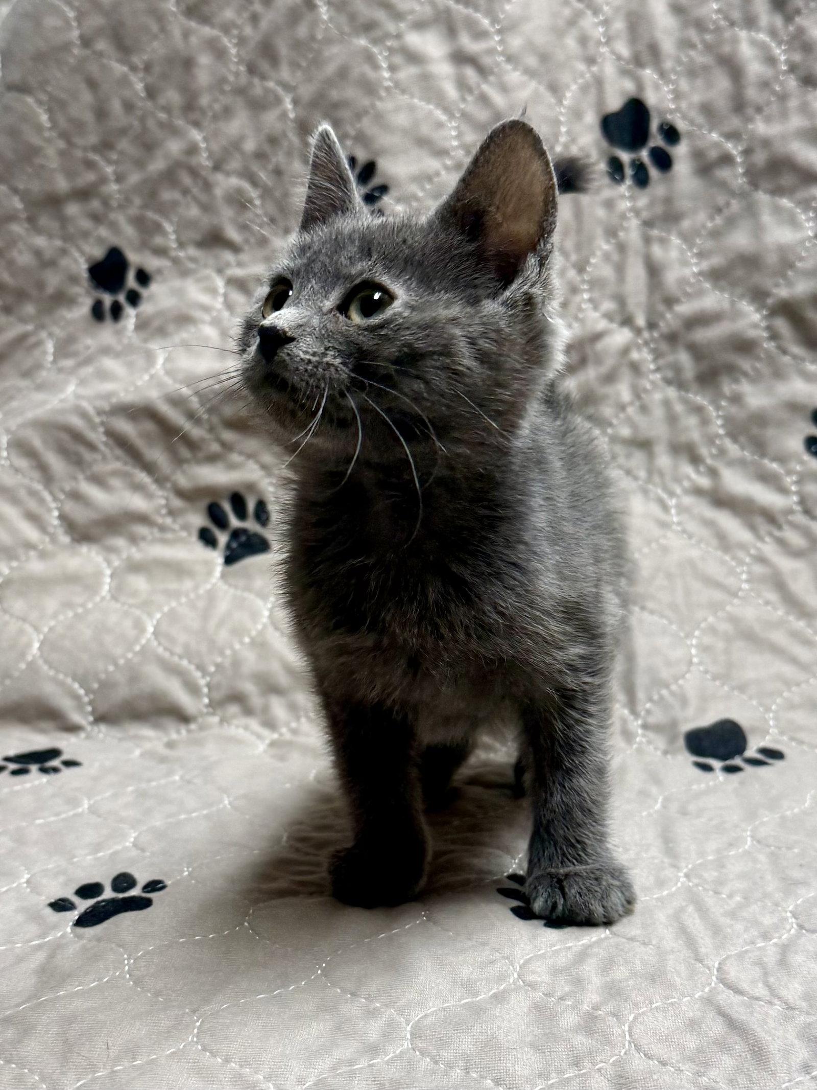 Enlarge CAT - Clover, a Adopted Domestic Medium Hair in GILBERTS, IL image 3/3