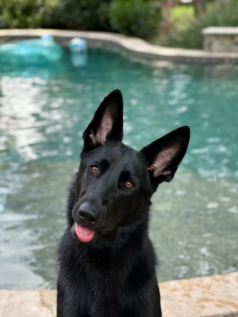 Onyx, Adopted, Adult Female German Shepherd Dog.