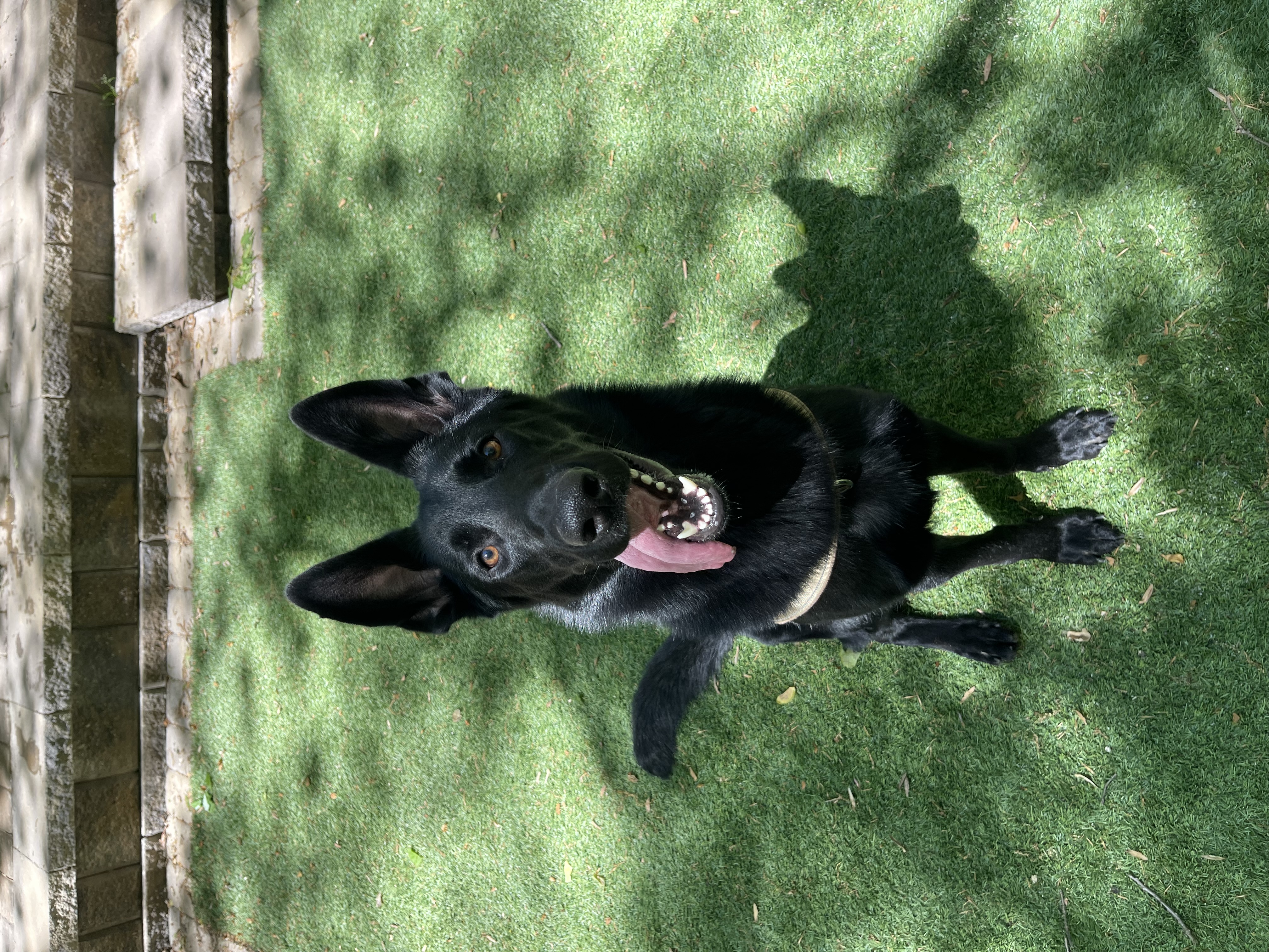 Enlarge Onyx, a Adopted German Shepherd Dog in Monroe, NC image 2/5
