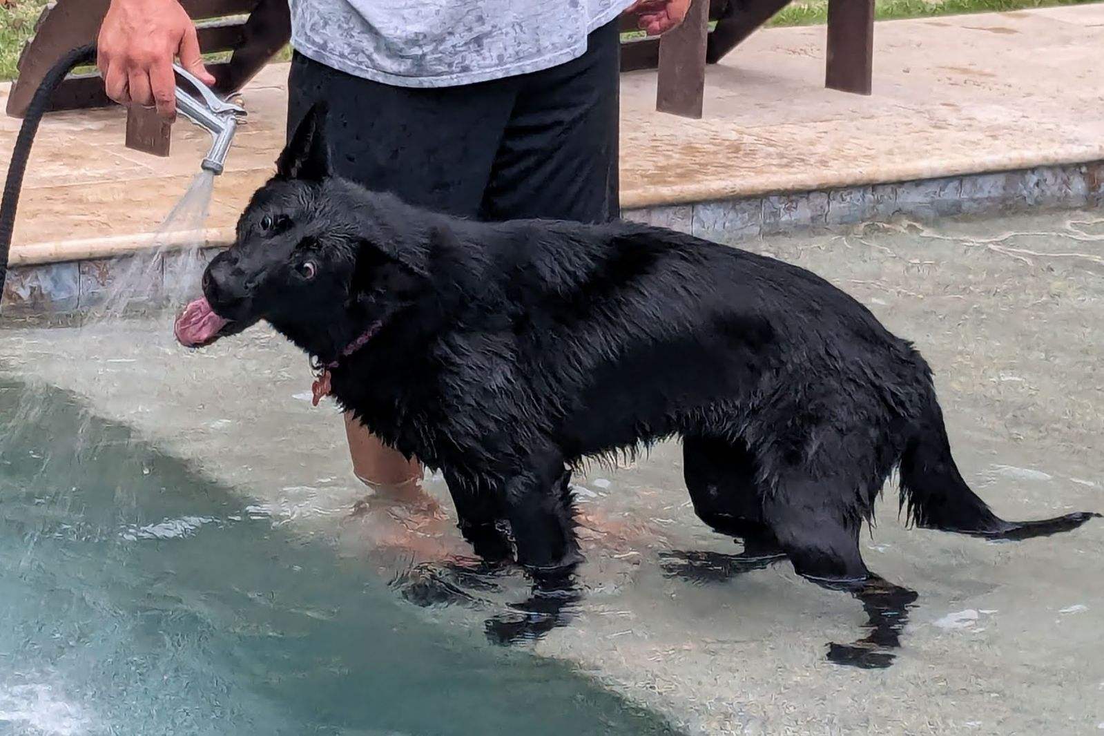 Enlarge Onyx, a Adopted German Shepherd Dog in Monroe, NC image 3/5