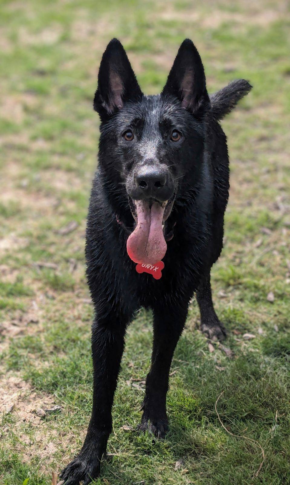 Enlarge Onyx, a Adopted German Shepherd Dog in Monroe, NC image 4/5