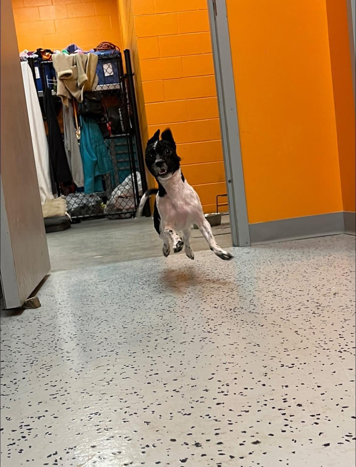 Enlarge Archie, a ADOPTABLE mixed breed in Maumee, OH image 4/4