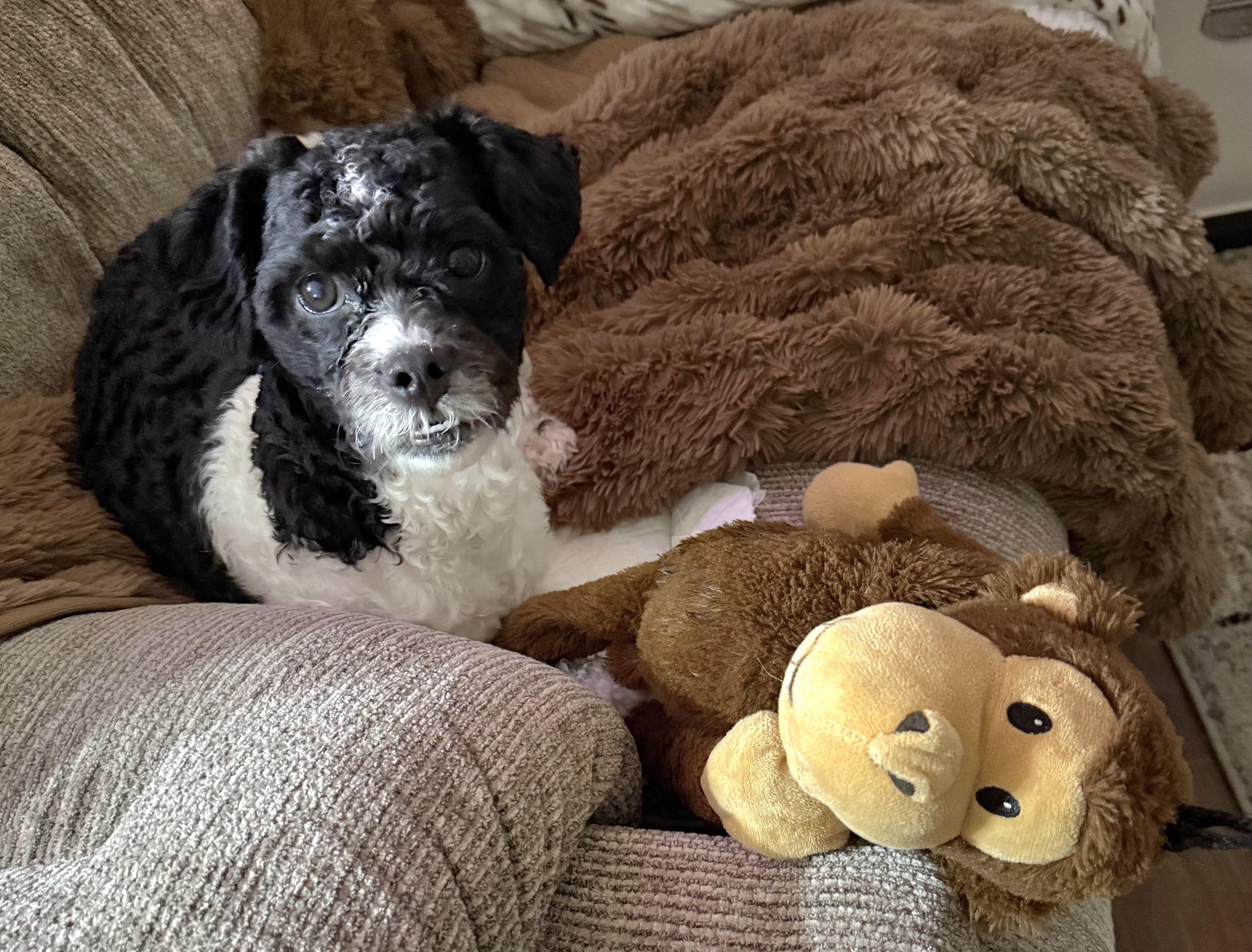 Archie, ADOPTABLE, Young Male Poodle.