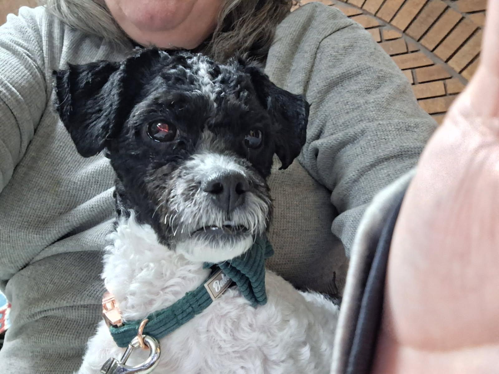 Enlarge Archie, a ADOPTABLE mixed breed in Maumee, OH image 3/4