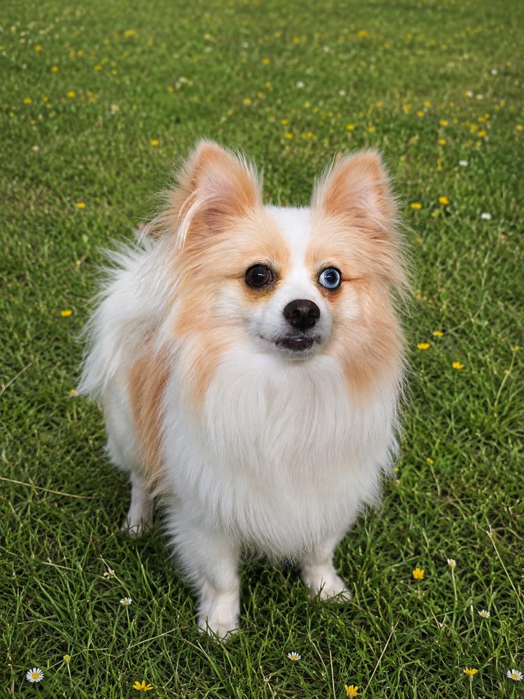 Ginger, Adoptable, Adult Female Pomeranian.