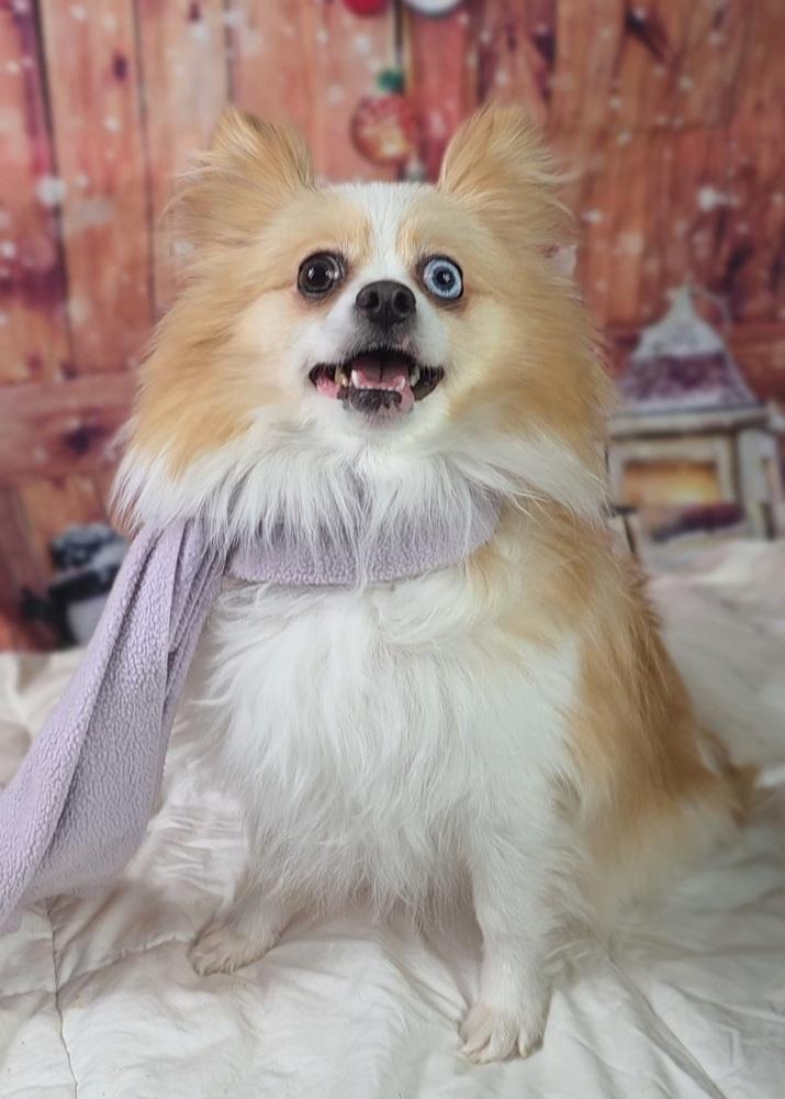 Enlarge Ginger, a Adoptable Pomeranian in Oakland, MI image 5/6