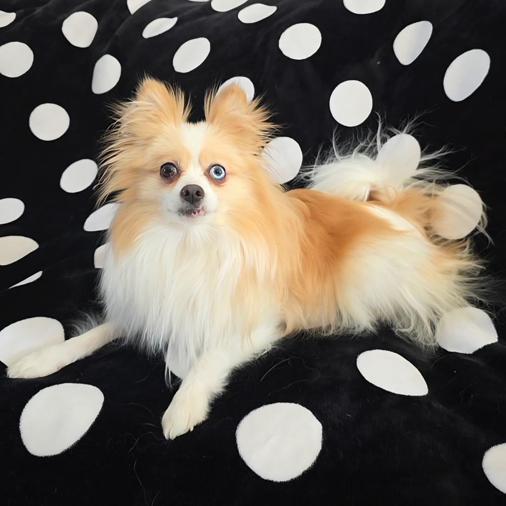 Enlarge Ginger, a Adoptable Pomeranian in Oakland, MI image 4/6