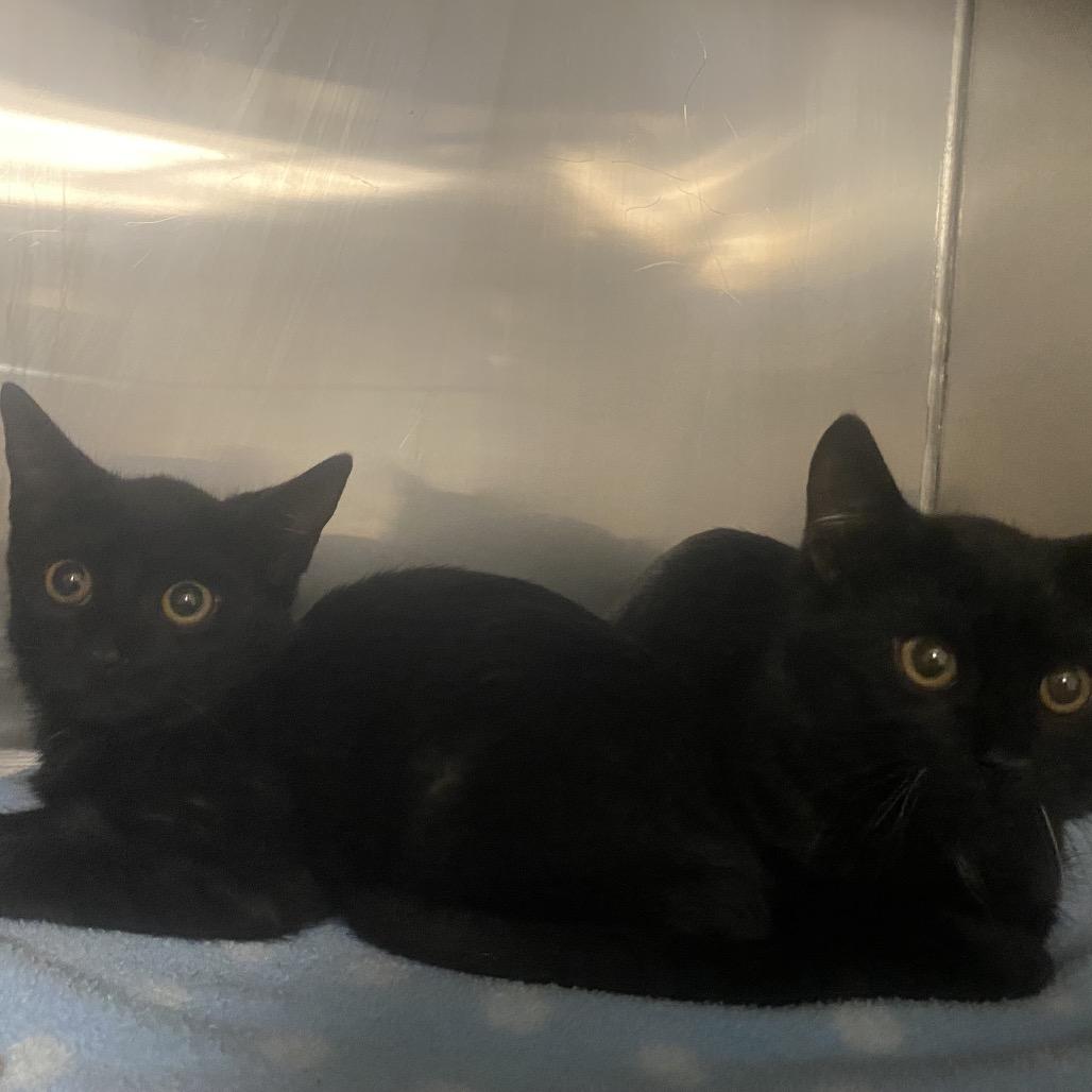 Taquito, Adoptable, Young Male Domestic Short Hair.