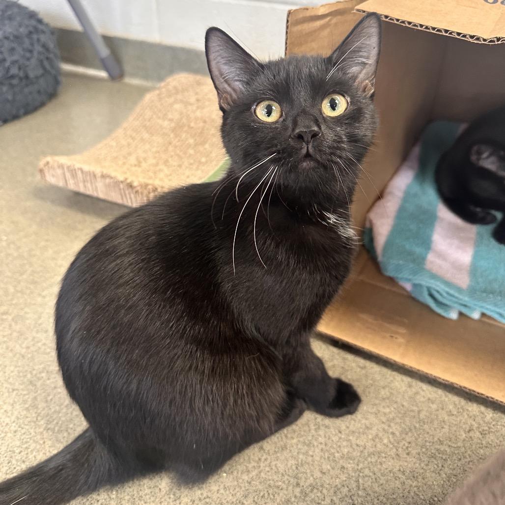 Enlarge Taquito, a Adoptable Domestic Short Hair in Rocky Mount, VA image 2/4