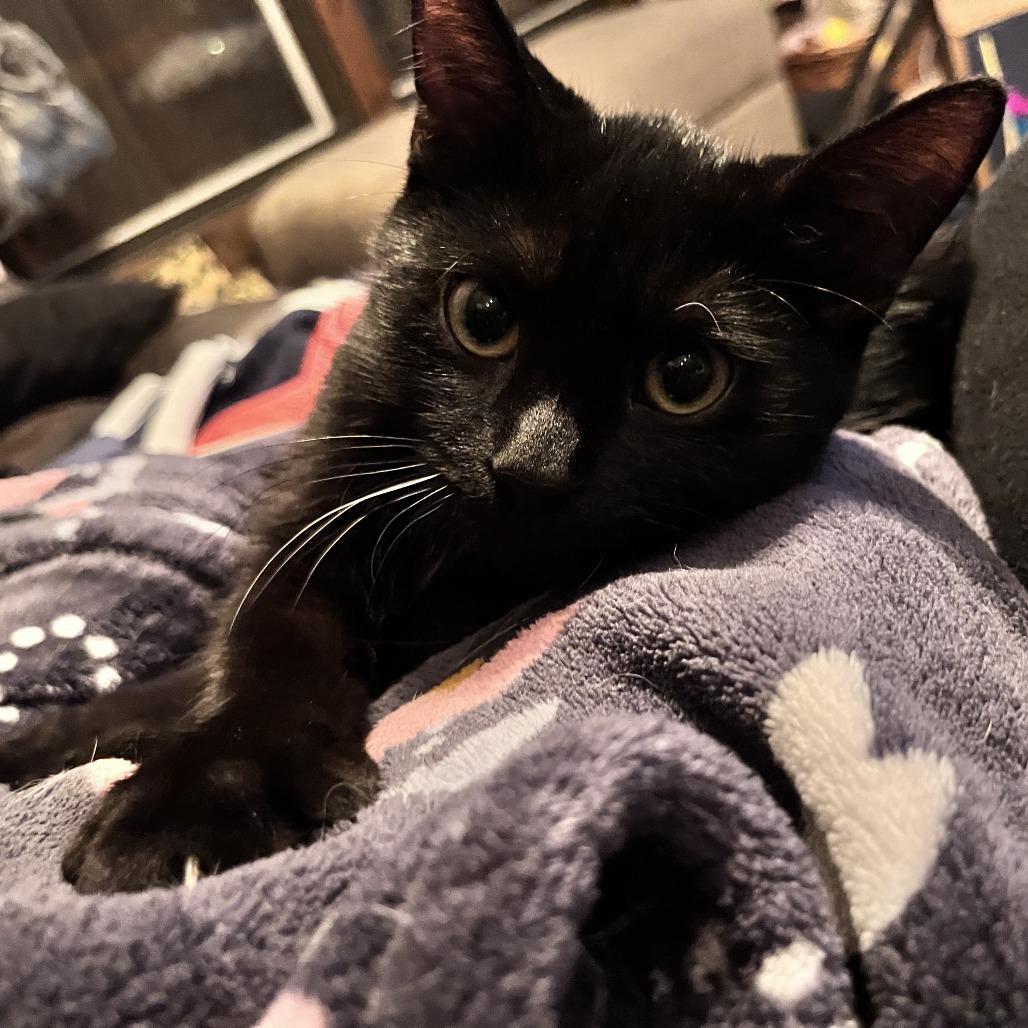 Enlarge Taquito, a Adoptable Domestic Short Hair in Rocky Mount, VA image 3/4