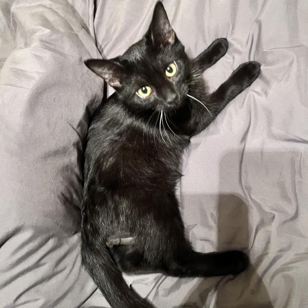 Enlarge Taquito, a Adoptable Domestic Short Hair in Rocky Mount, VA image 4/4