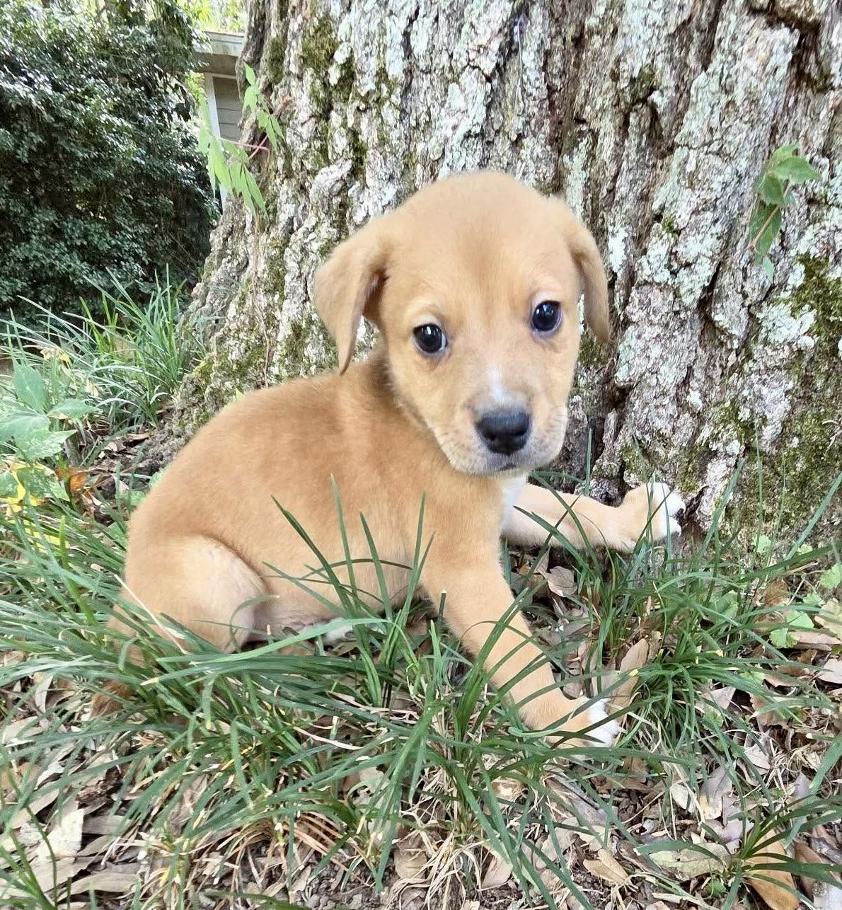 Nick, Adoptable, Puppy Male Catahoula Leopard Dog.