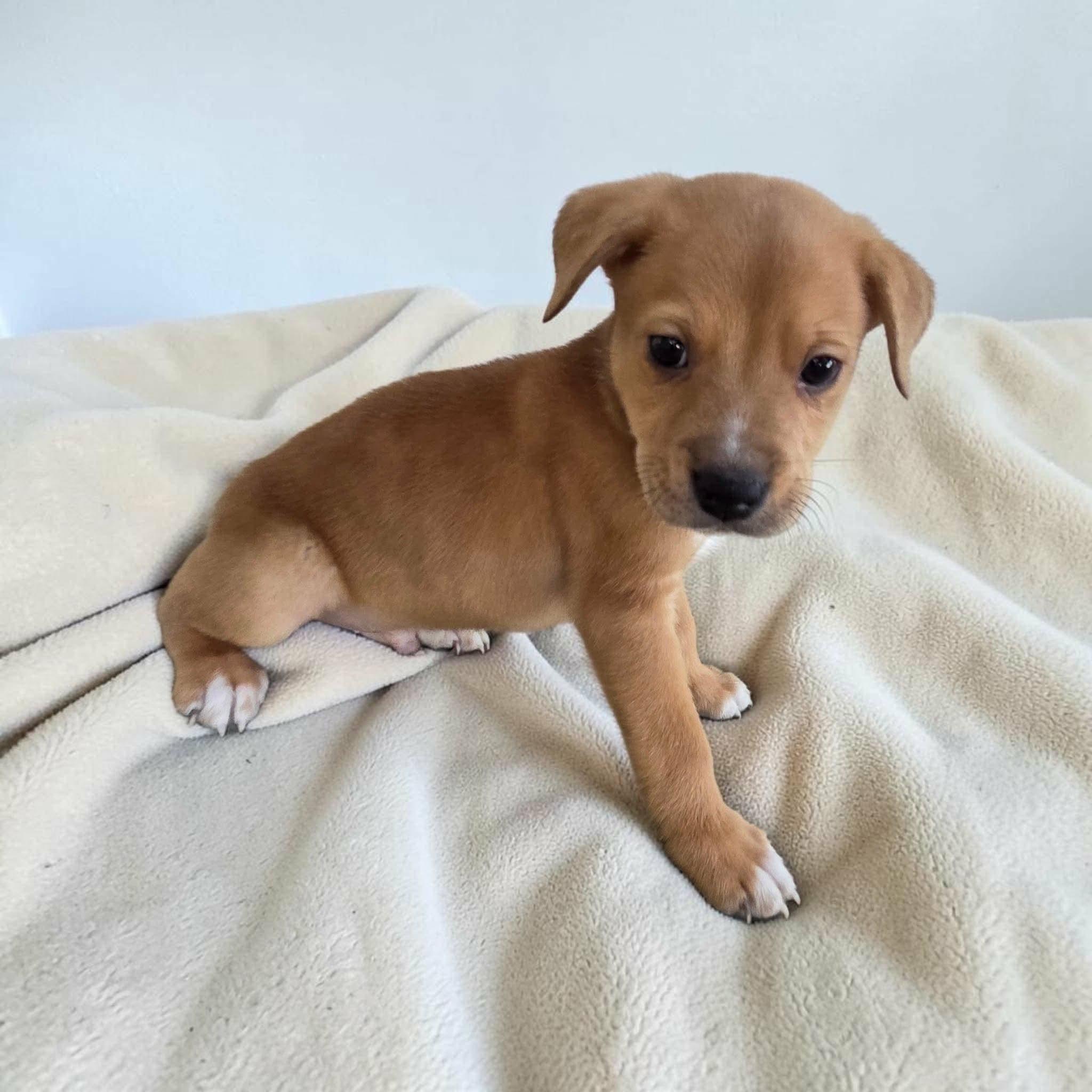 Enlarge Nick, a Adoptable mixed breed in Westport, MA image 2/3