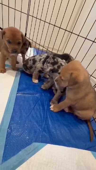 Enlarge Nick, a Adoptable mixed breed in Westport, MA video 3/3