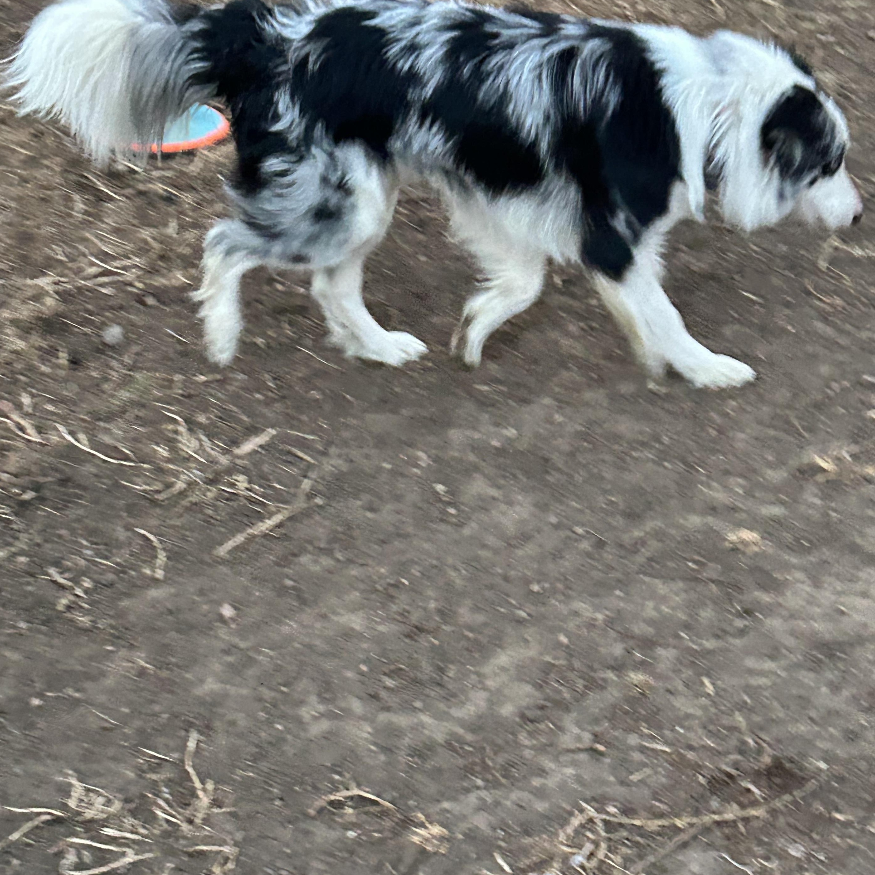 Riley, a ADOPTABLE Border Collie in Crested Butte, CO image 4/4