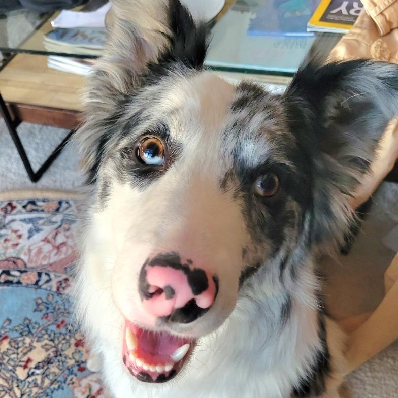 Riley, a ADOPTABLE Border Collie in Crested Butte, CO image 3/4