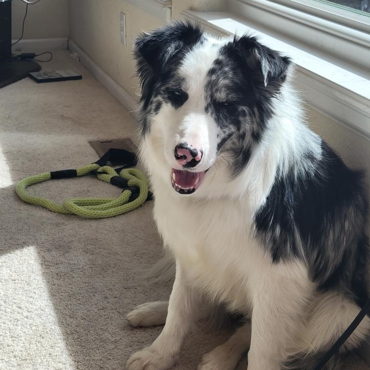 Riley, a ADOPTABLE Border Collie in Crested Butte, CO image 2/4
