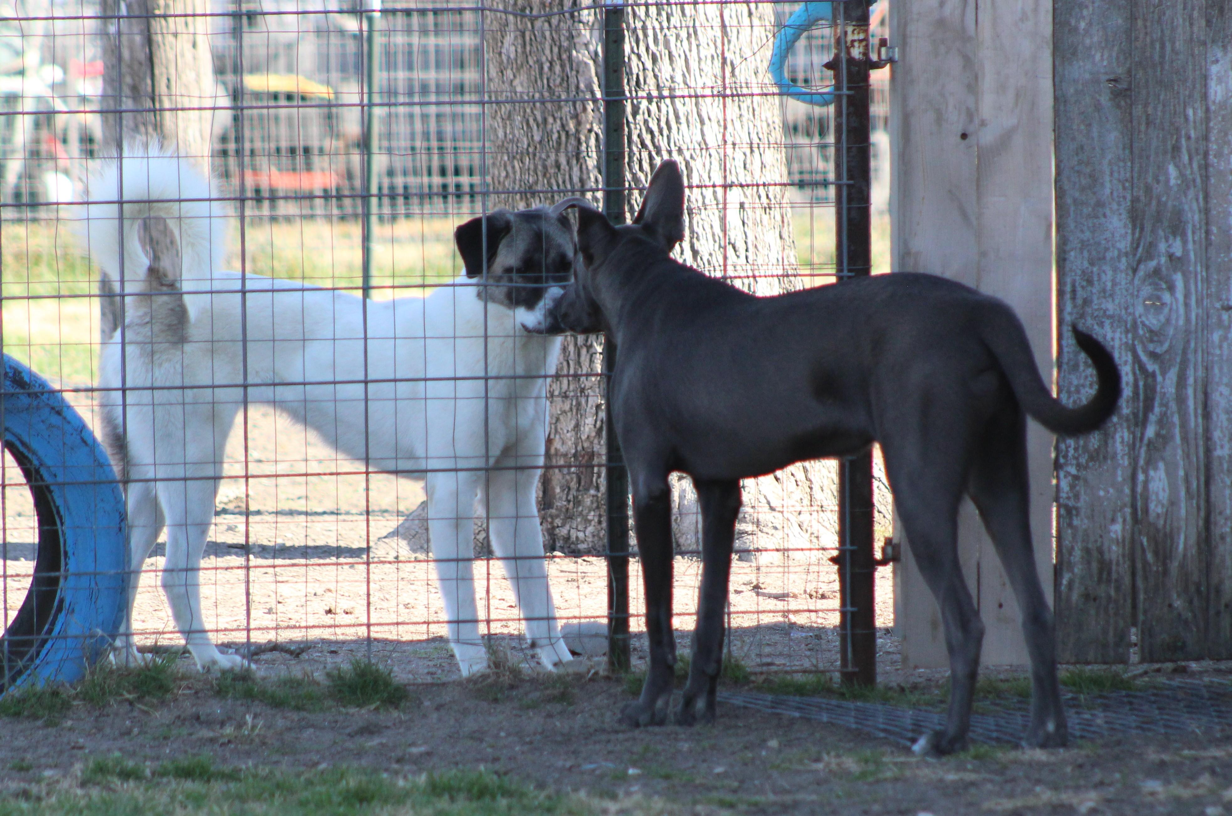 Enlarge Chomp, a ADOPTABLE mixed breed in Temple, TX image 3/5