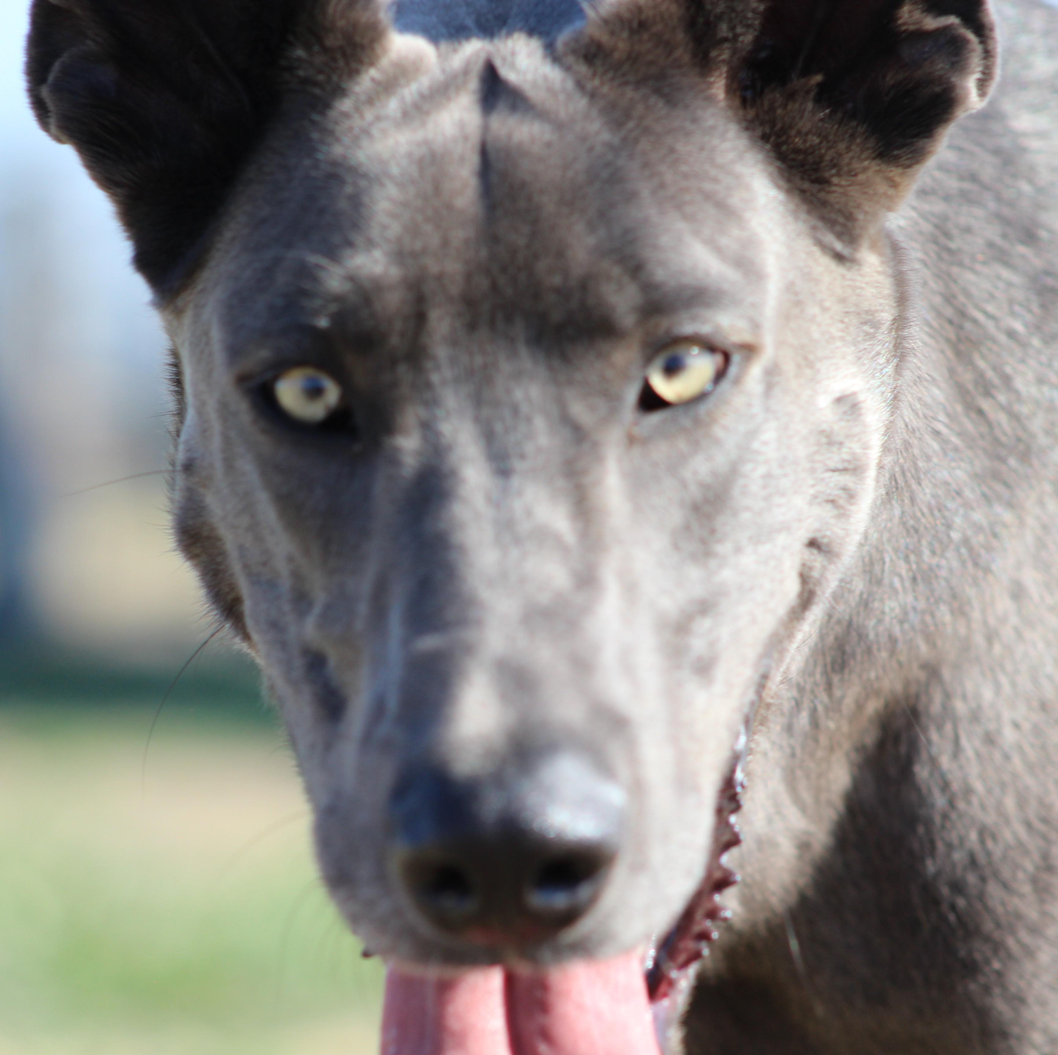 Enlarge Chomp, a ADOPTABLE mixed breed in Temple, TX image 1/5