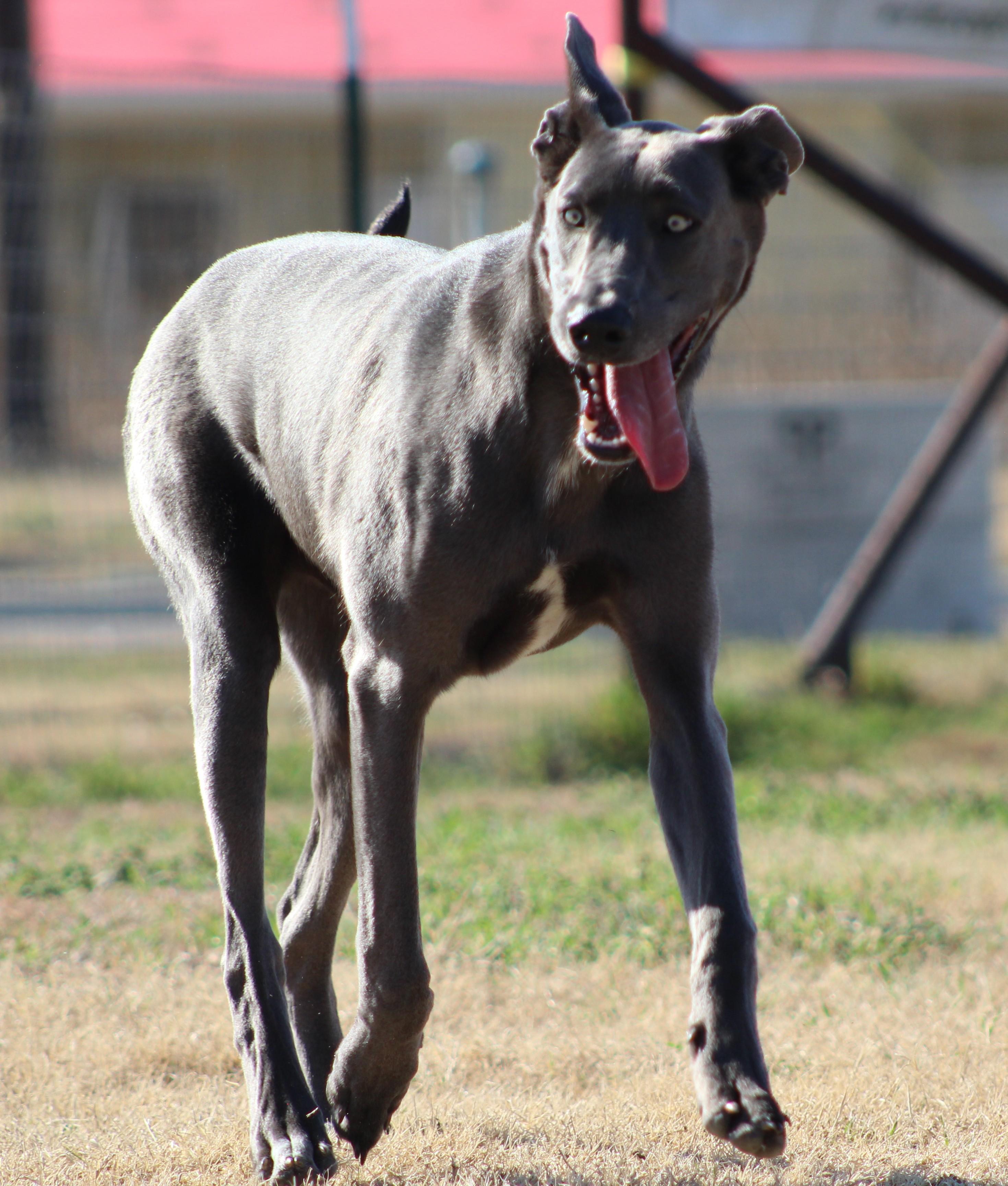 Enlarge Chomp, a ADOPTABLE mixed breed in Temple, TX image 4/5