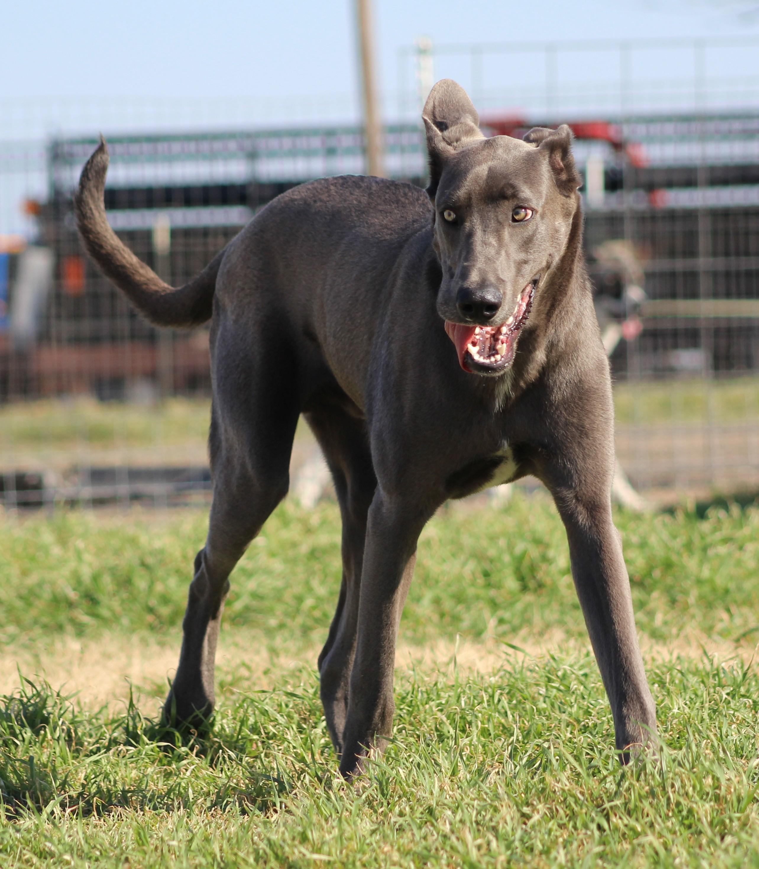 Enlarge Chomp, a ADOPTABLE mixed breed in Temple, TX image 2/5