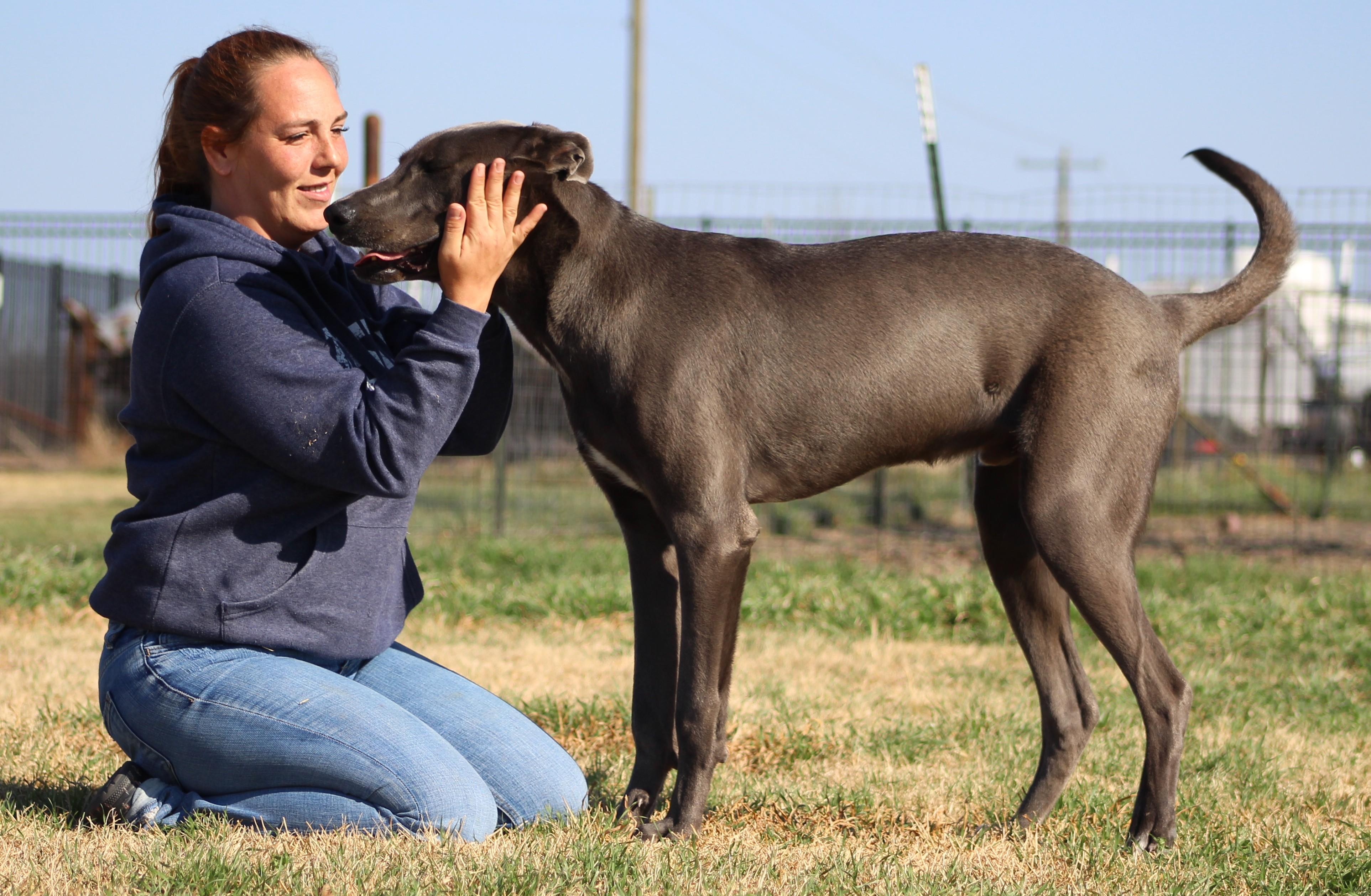Enlarge Chomp, a ADOPTABLE mixed breed in Temple, TX image 5/5