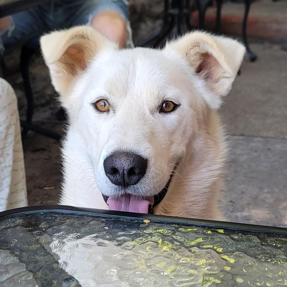 Max, a ADOPTABLE mixed breed in Bella Vista, AR image 1/3