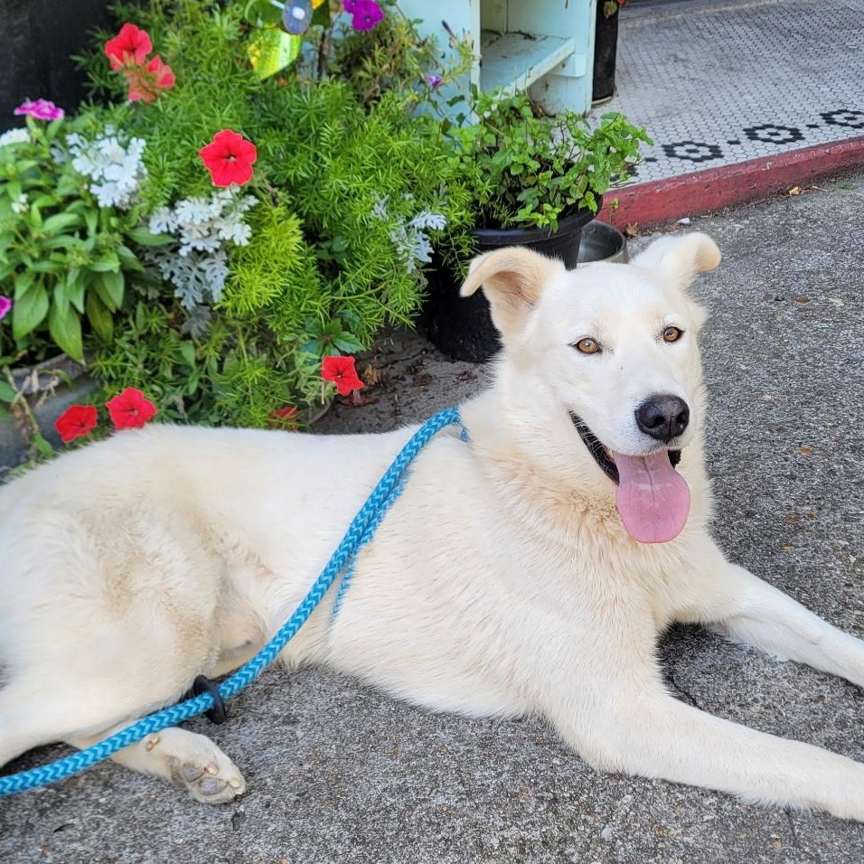 Max, a ADOPTABLE mixed breed in Bella Vista, AR image 2/3