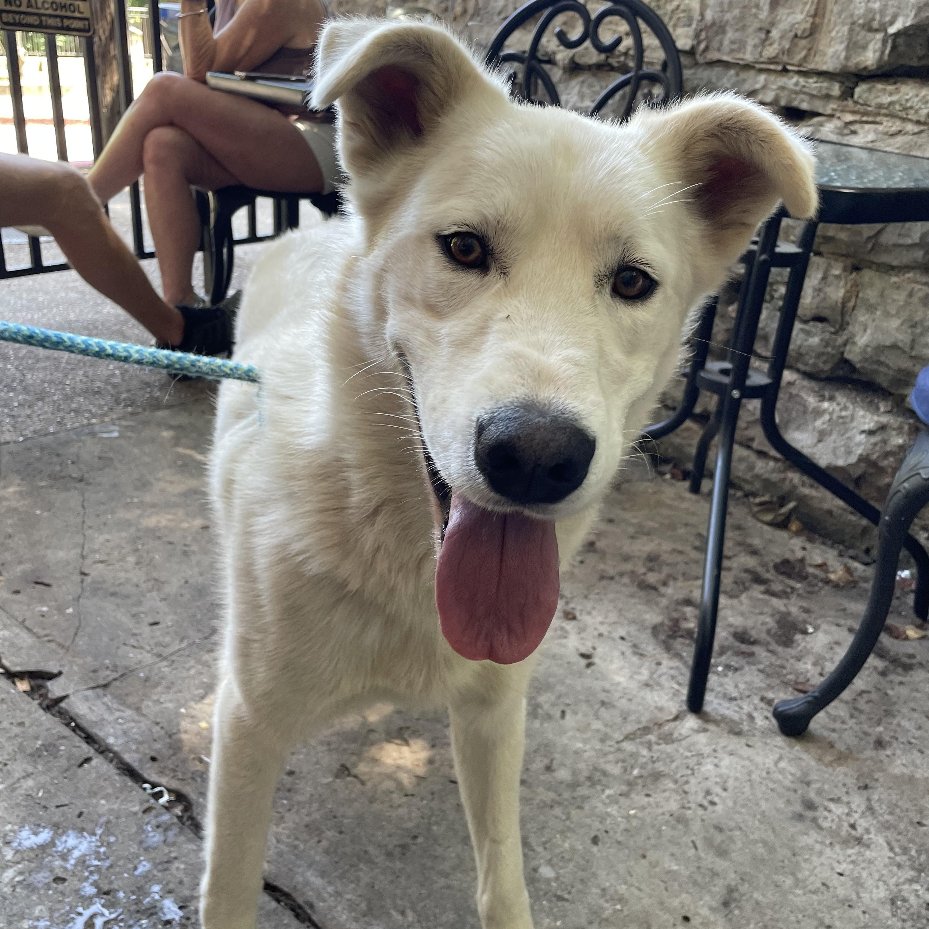 Max, a ADOPTABLE mixed breed in Bella Vista, AR image 3/3