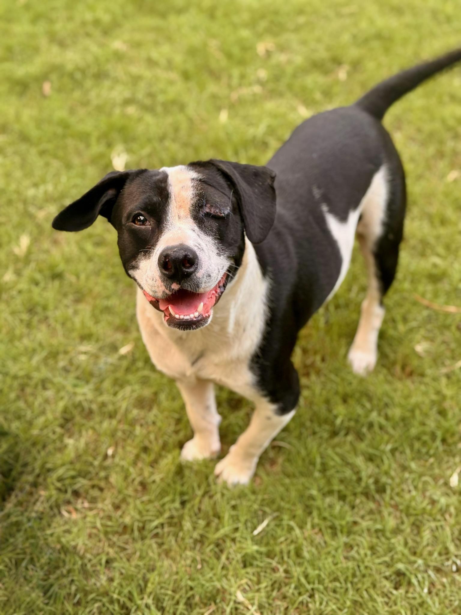 Enlarge Buddy one eye, a Adoptable mixed breed in Foley, AL image 3/6