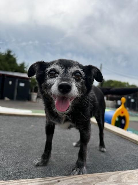 Lily, Adoptable, Senior Female Yorkshire Terrier.