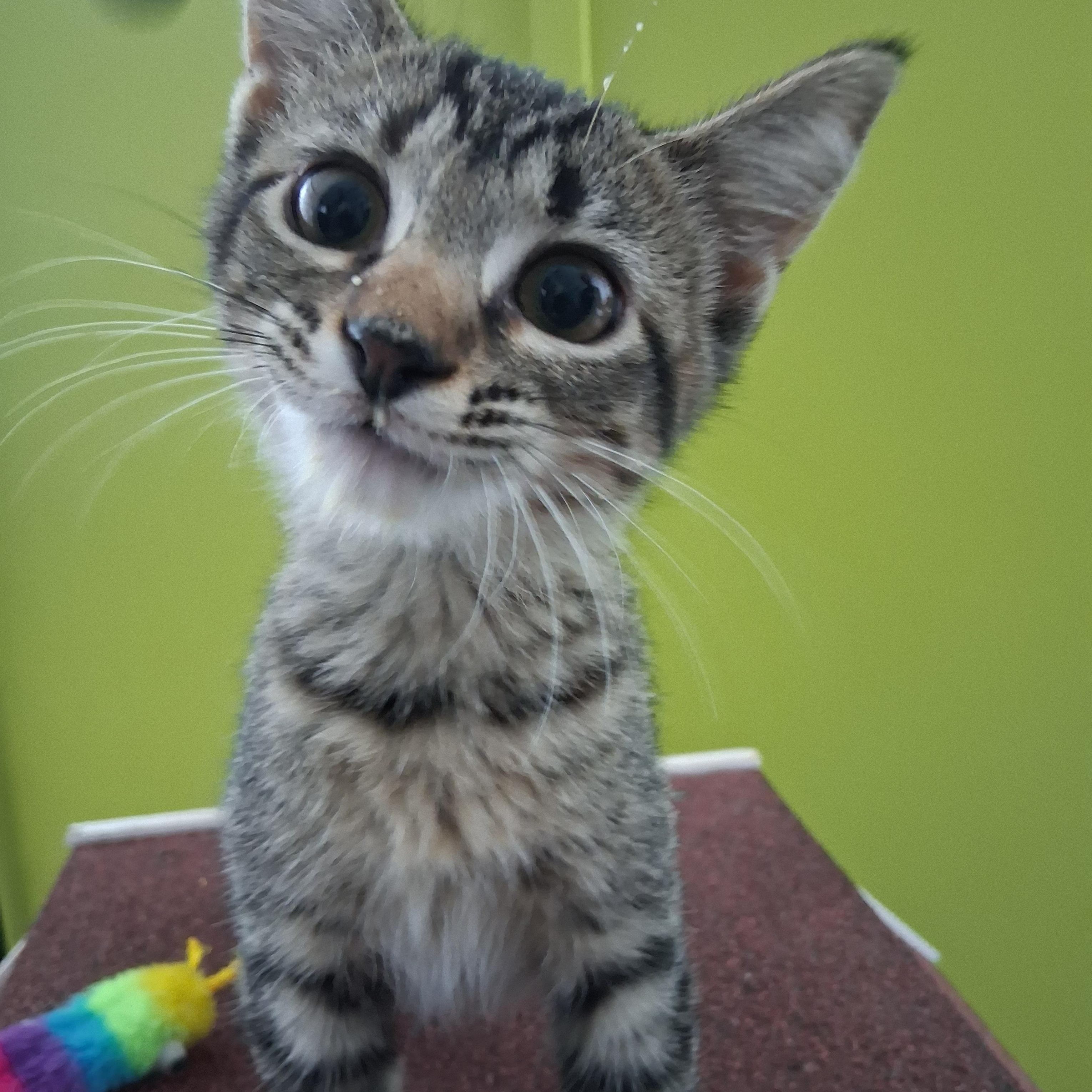 Jessie, ADOPTABLE, Kitten Female Domestic Short Hair.