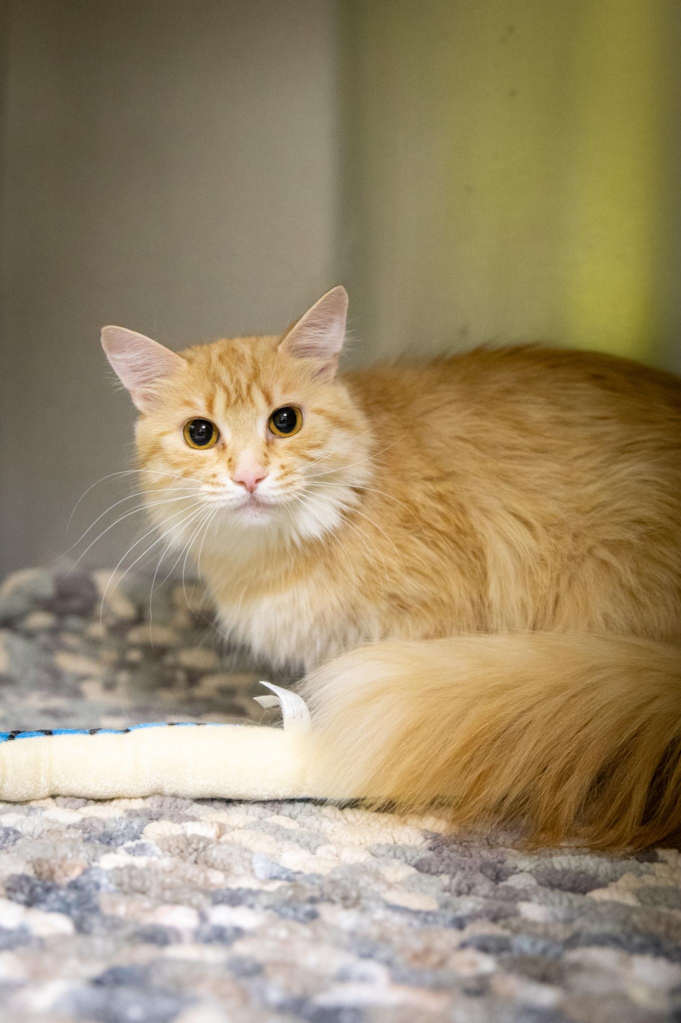 Dumpling & Spicy Salmon Roll, a ADOPTABLE Domestic Medium Hair in Hamilton, ON image 2/5