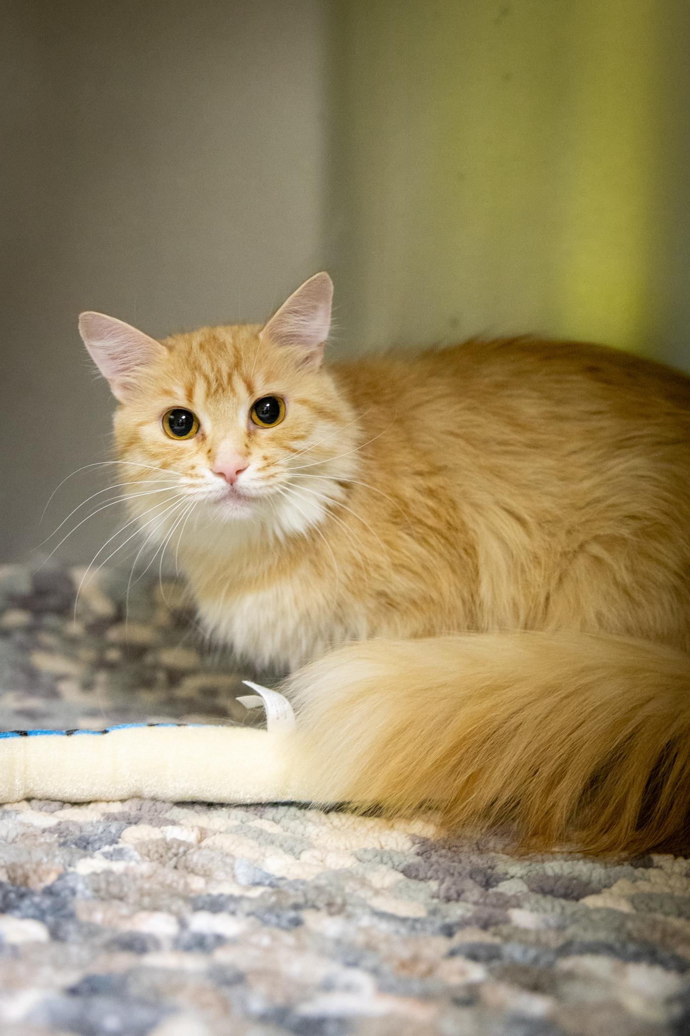 Dumpling & Spicy Salmon Roll, a ADOPTABLE Domestic Medium Hair in Hamilton, ON image 3/5