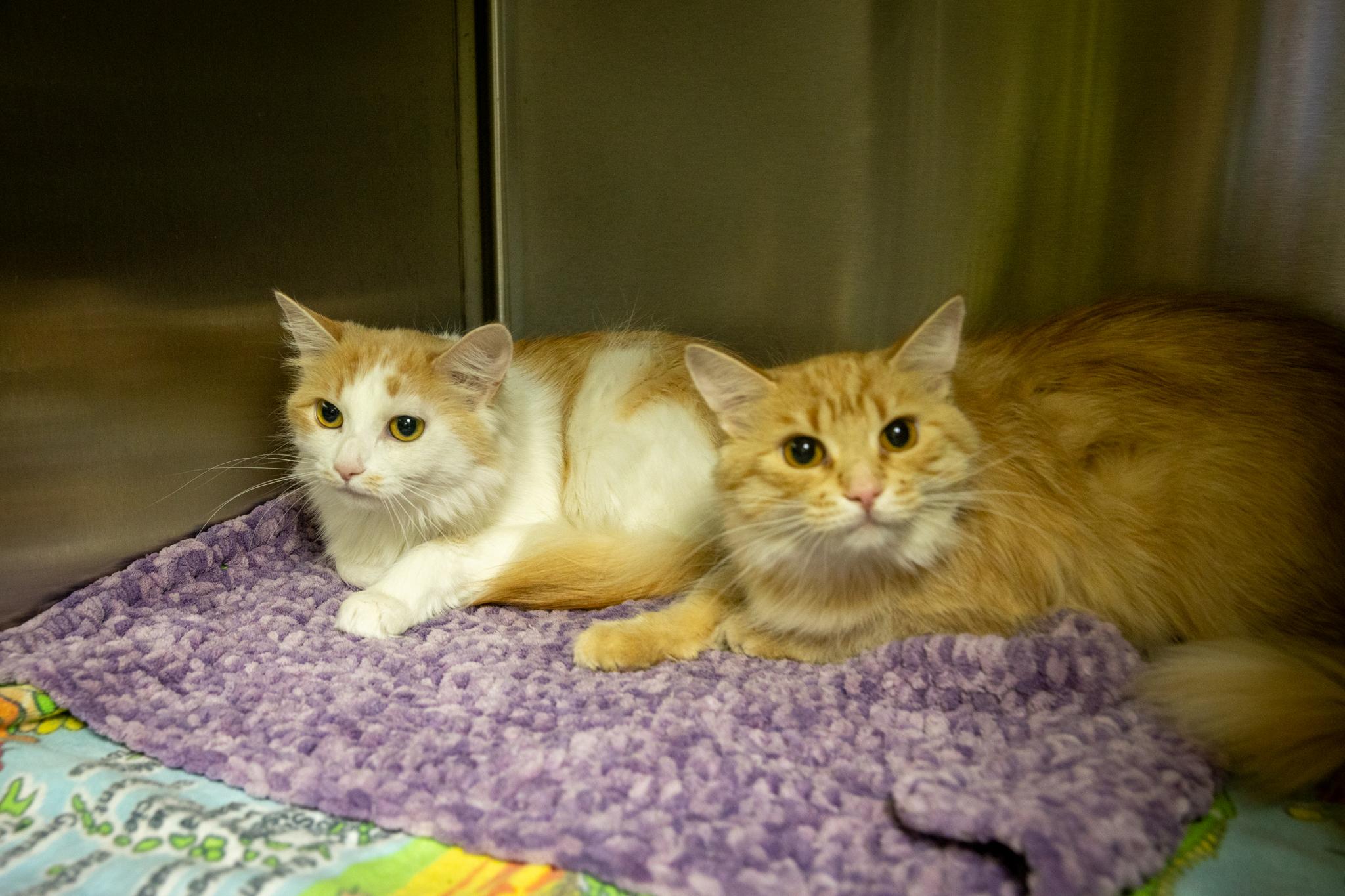 Dumpling & Spicy Salmon Roll, a ADOPTABLE Domestic Medium Hair in Hamilton, ON image 1/5