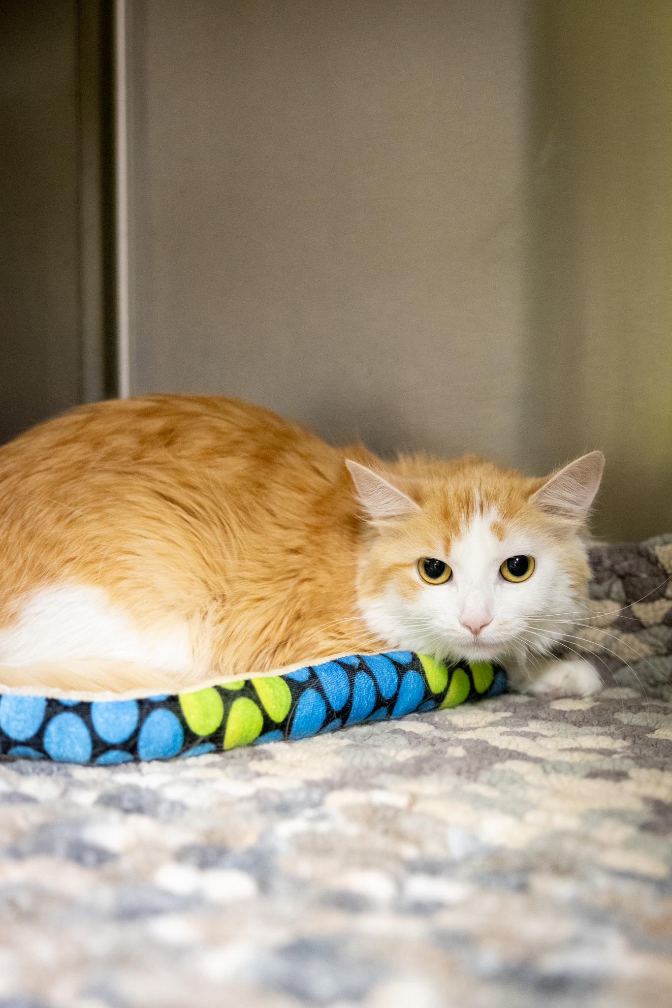 Dumpling & Spicy Salmon Roll, a ADOPTABLE Domestic Medium Hair in Hamilton, ON image 4/5
