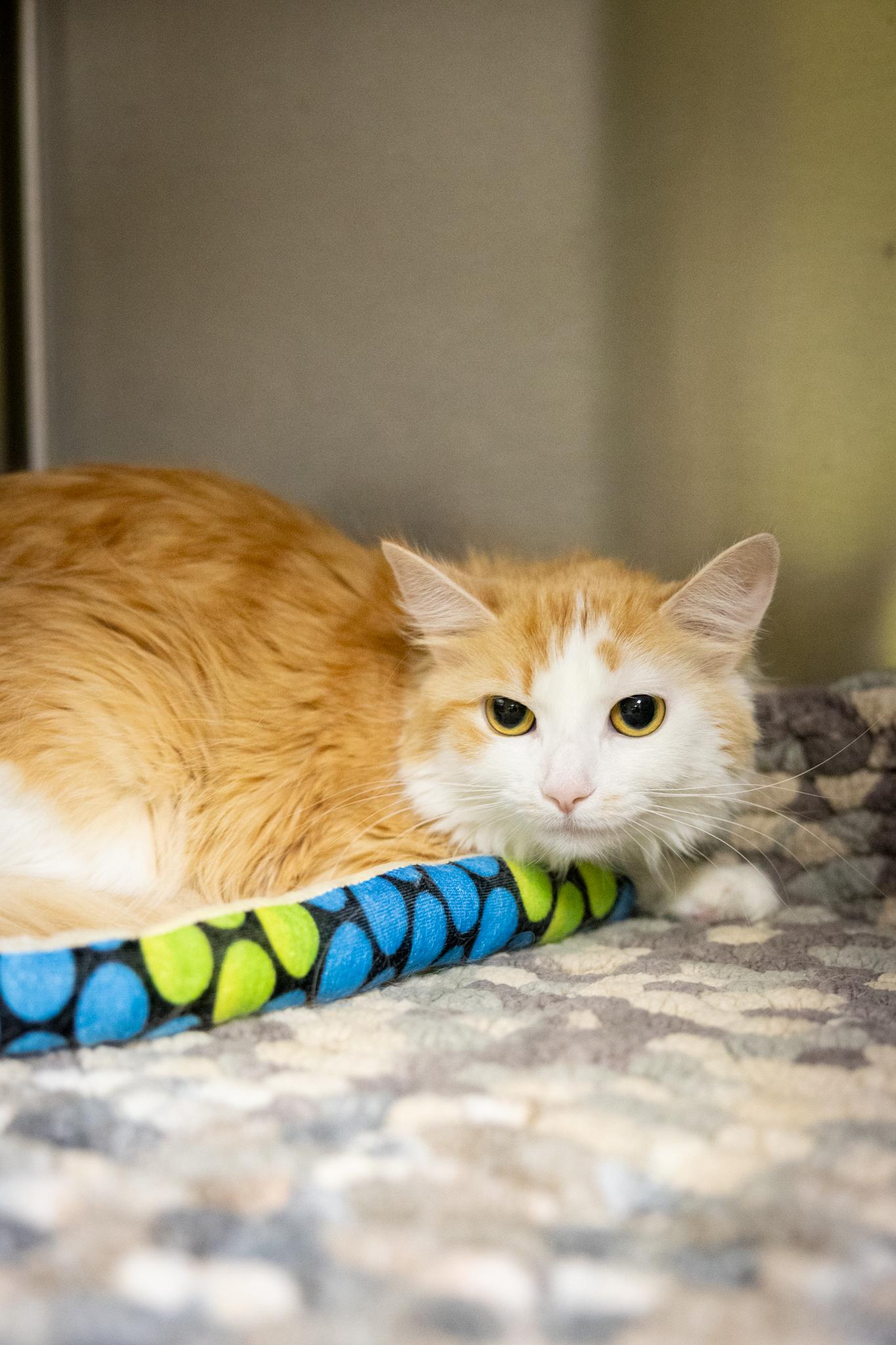 Dumpling & Spicy Salmon Roll, a ADOPTABLE Domestic Medium Hair in Hamilton, ON image 5/5
