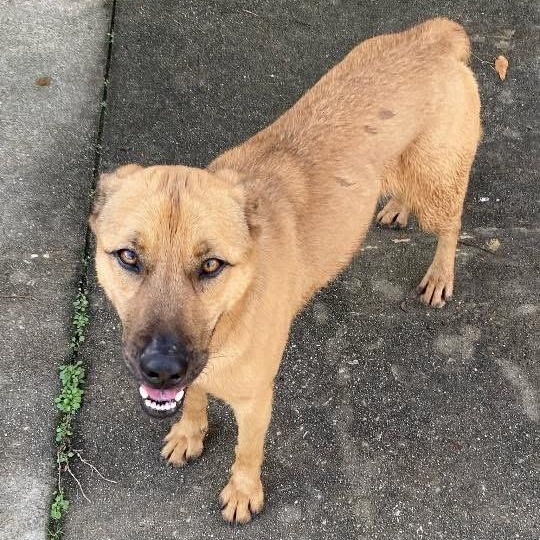 Rudy, a ADOPTABLE mixed breed in Lumberton, NC image 1/3