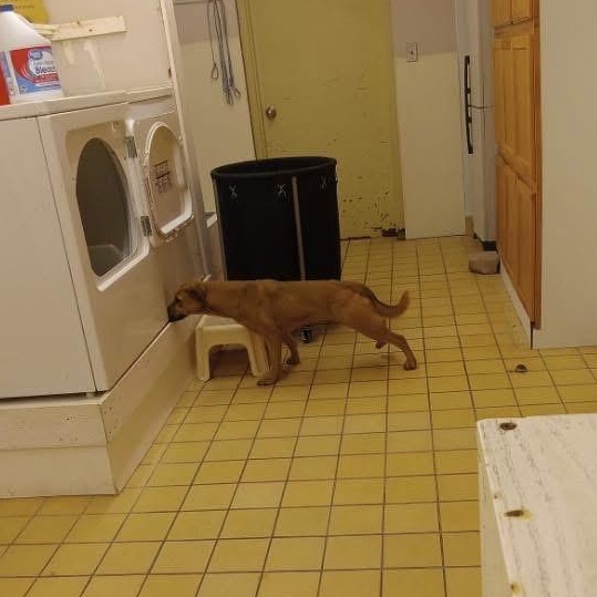 Rudy, a ADOPTABLE mixed breed in Lumberton, NC image 3/3