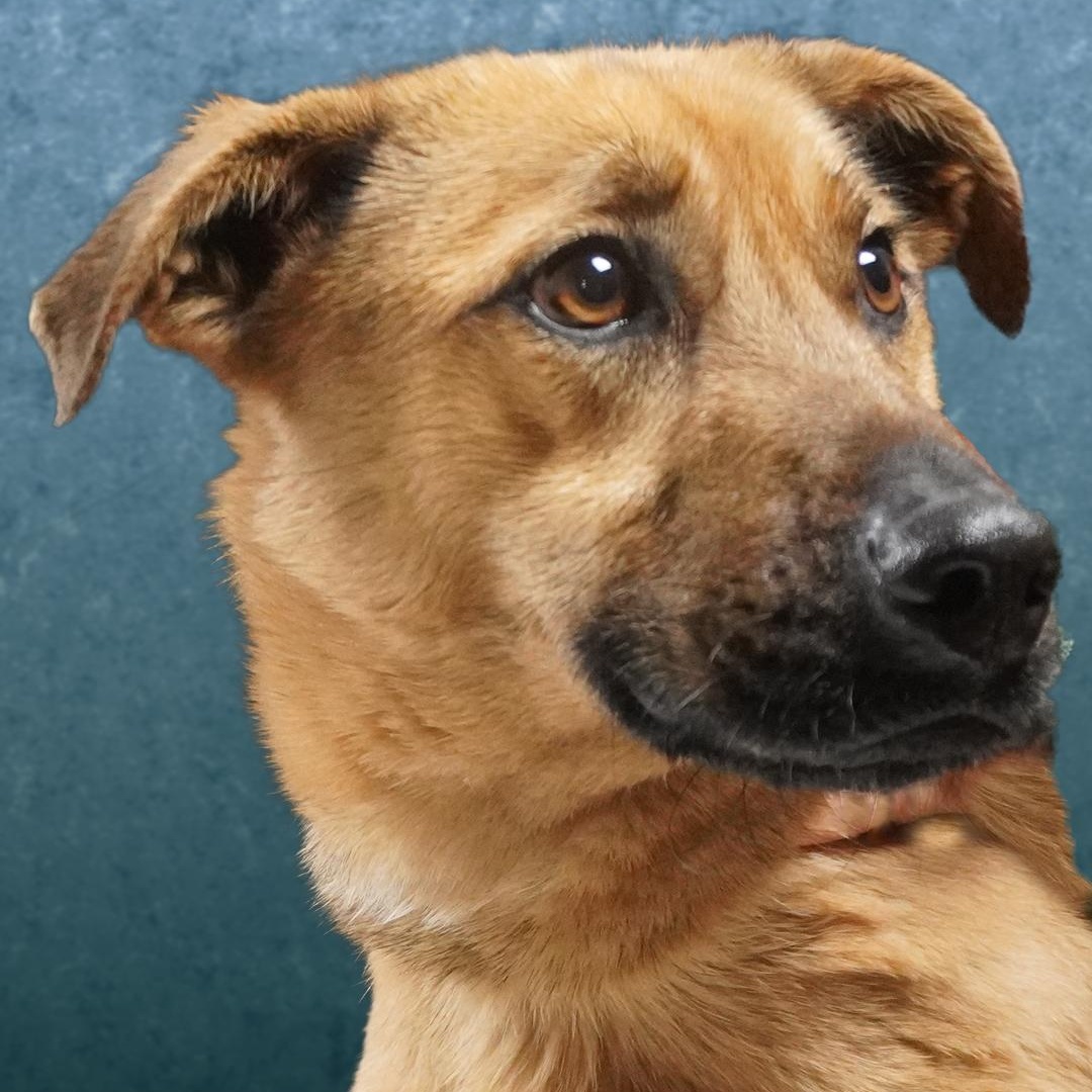 Enlarge Rudy, a ADOPTABLE mixed breed in Lumberton, NC image 5/5