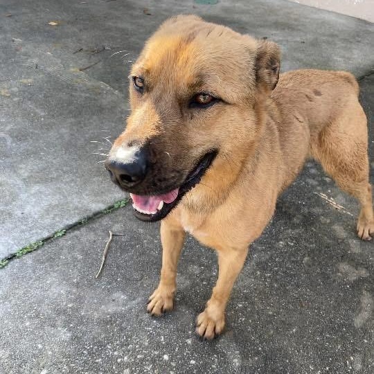 Rudy, a ADOPTABLE mixed breed in Lumberton, NC image 2/3