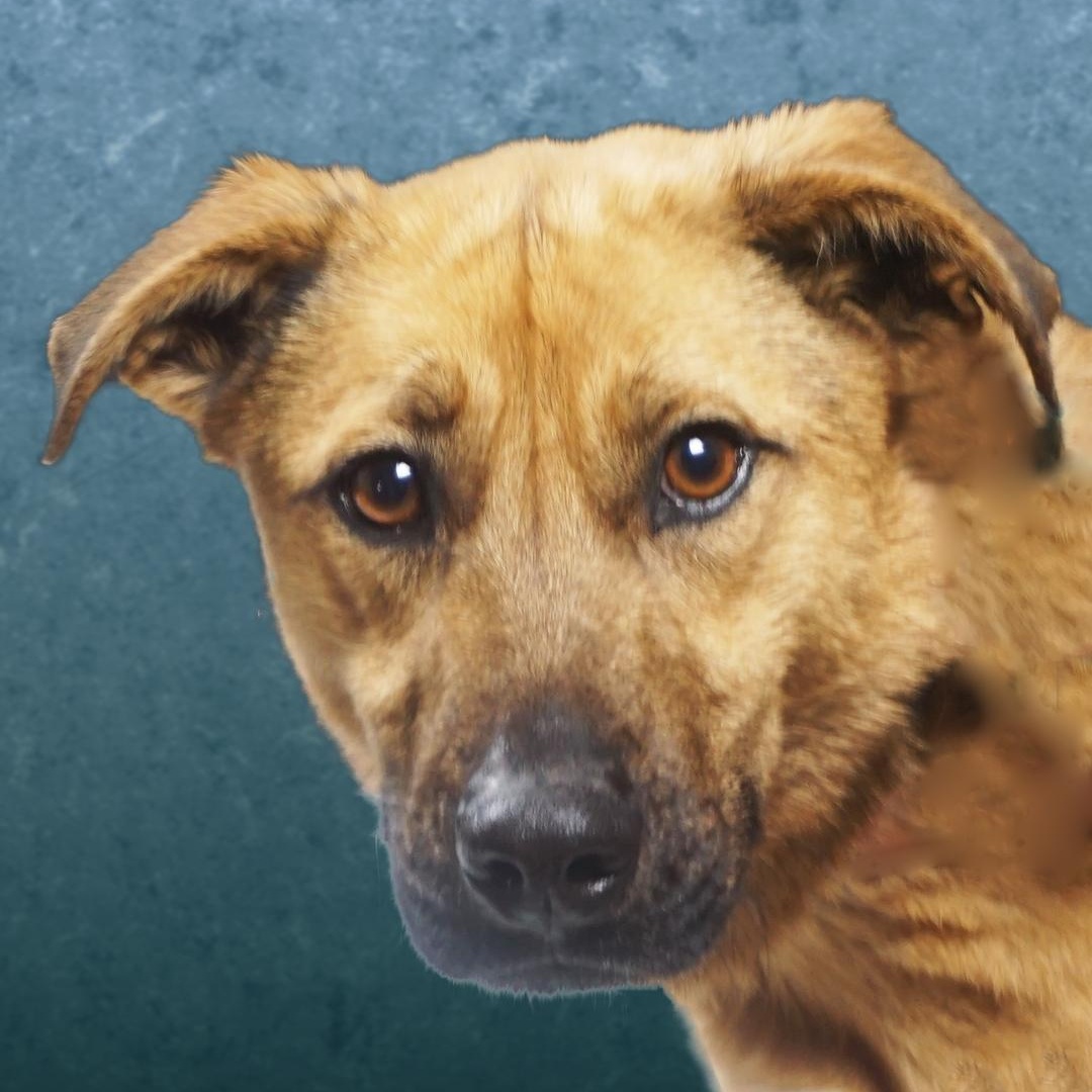 Rudy, ADOPTABLE, Adult Female Labrador Retriever & Shepherd.