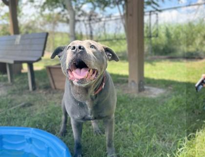 Enlarge CAPONE, a Adoptable mixed breed in Houston, TX image 1/3