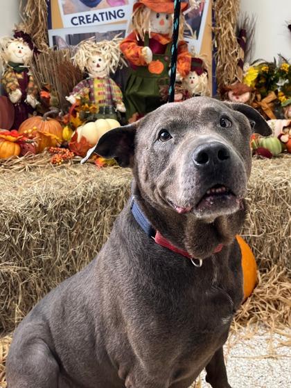 Enlarge CAPONE, a Adoptable mixed breed in Houston, TX image 2/3