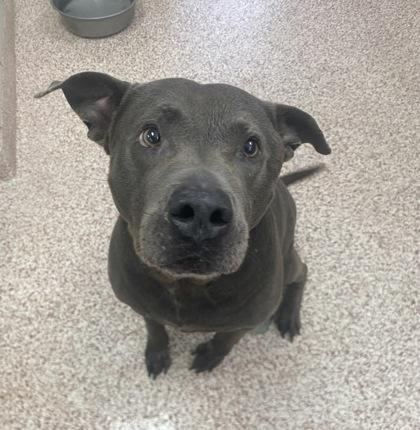 Enlarge CAPONE, a Adoptable mixed breed in Houston, TX image 3/3