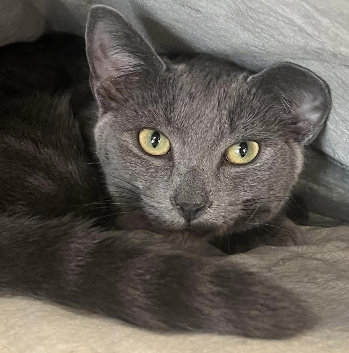 Enlarge Rowan, an adopted Domestic Short Hair in Johnston, RI image 4/6