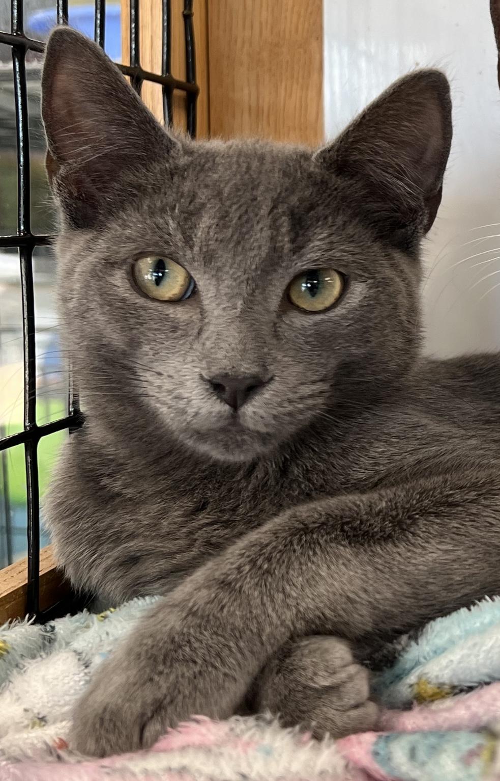 Enlarge Rowan, an adopted Domestic Short Hair in Johnston, RI image 6/6