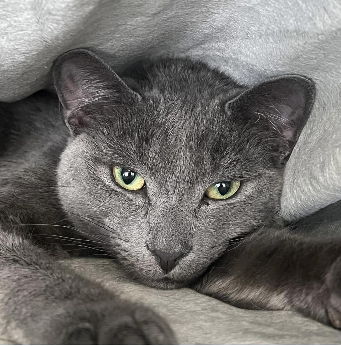 Enlarge Rowan, an adopted Domestic Short Hair in Johnston, RI image 2/6