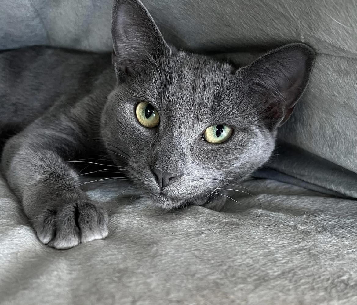 Enlarge Rowan, an adopted Domestic Short Hair in Johnston, RI image 3/6