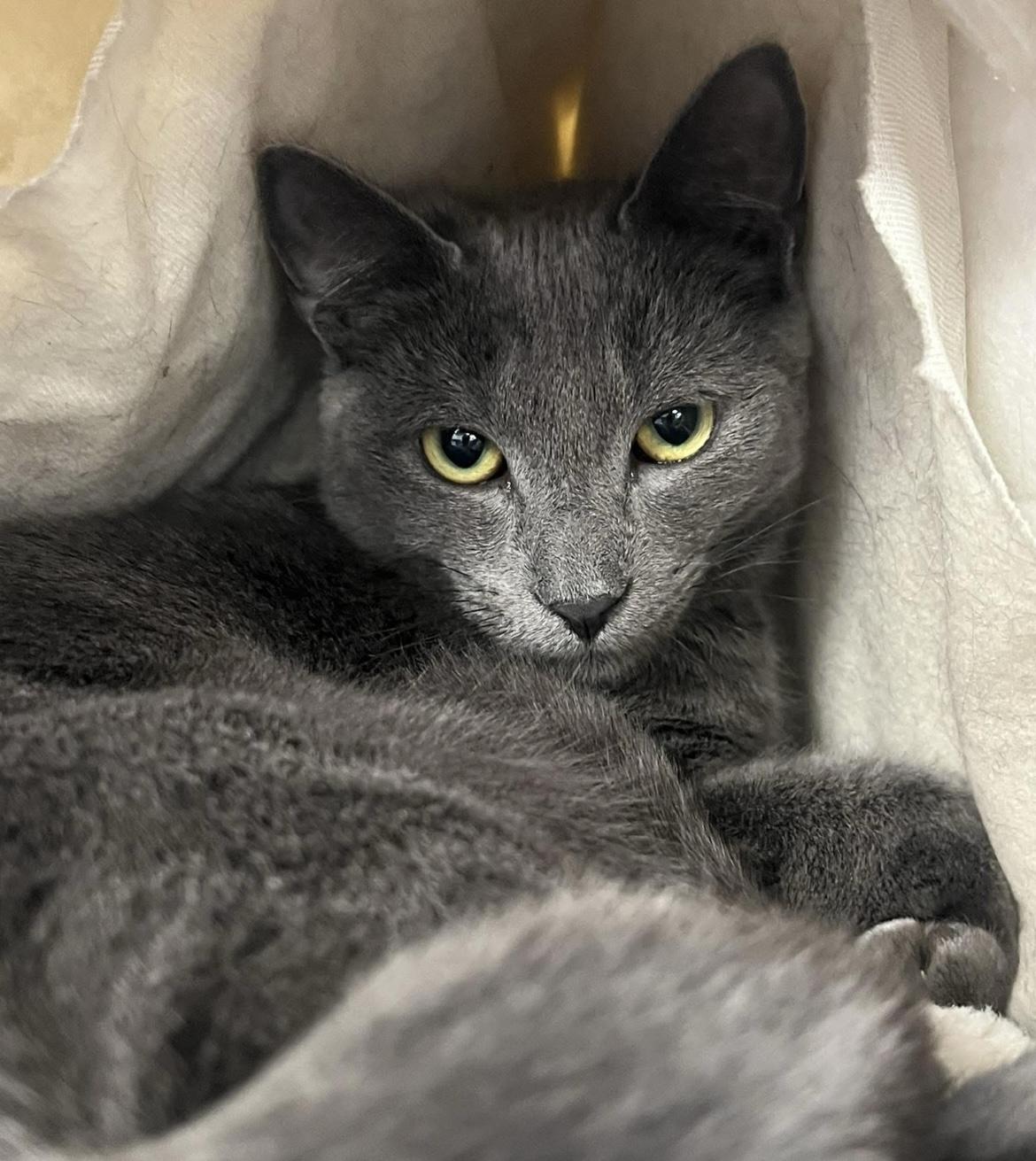 Rowan, adopted, Kitten Male Domestic Short Hair.